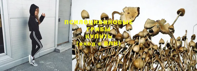 Галлюциногенные грибы Psilocybe  наркотики  Байкальск 